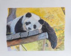 Panda 8" x 10" $275 Photo Credit: Bixby