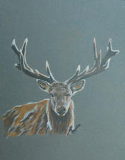 The Stag 5" x 7" $125 