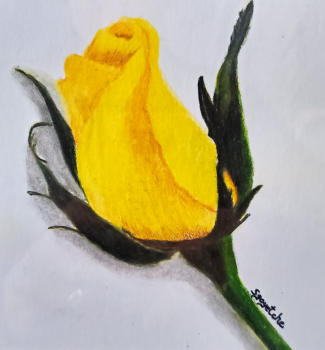 Yellow Rose 5" x 5" $30